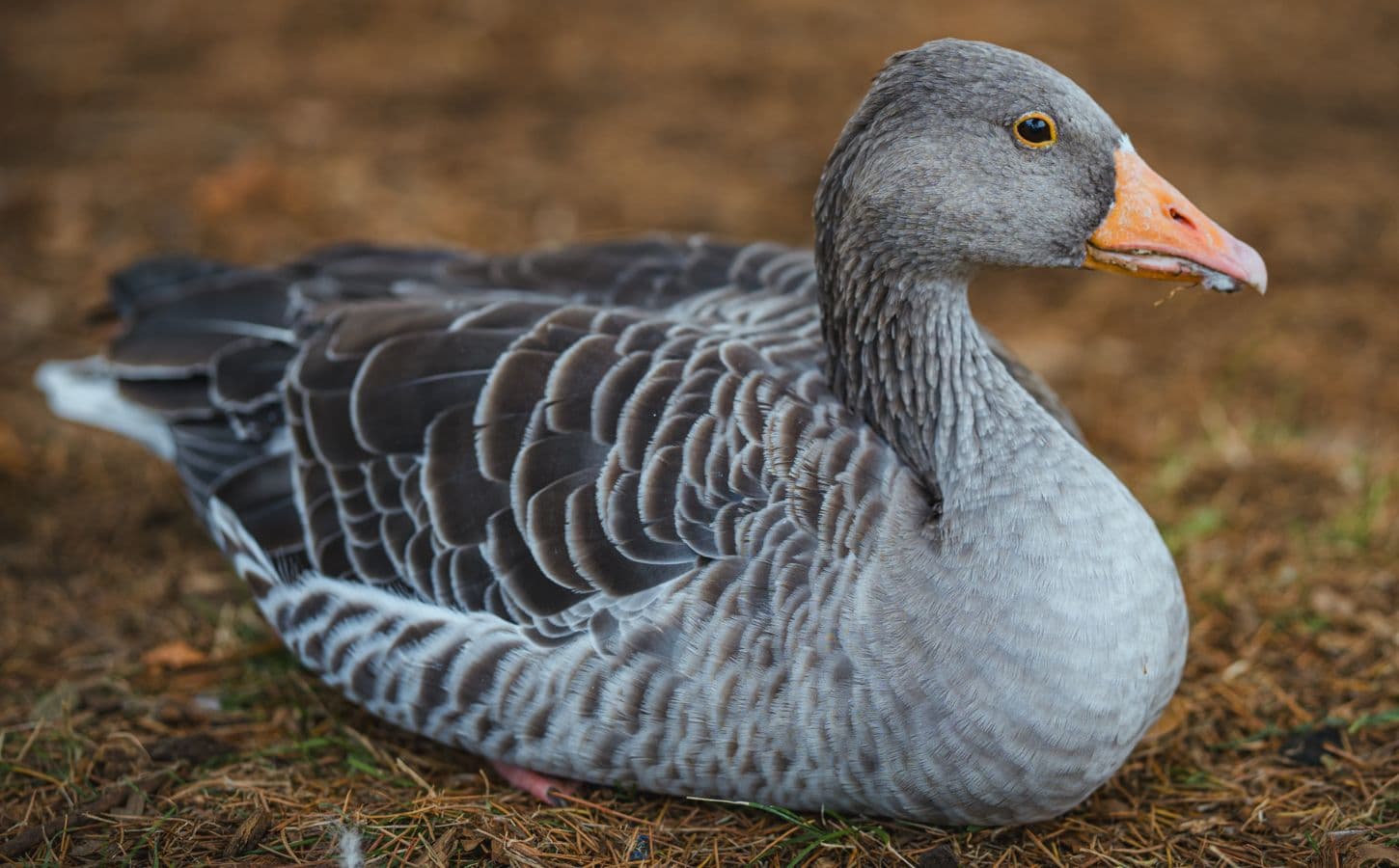 Should Eleven Madison Park keep serving foie gras before NYC bans it?